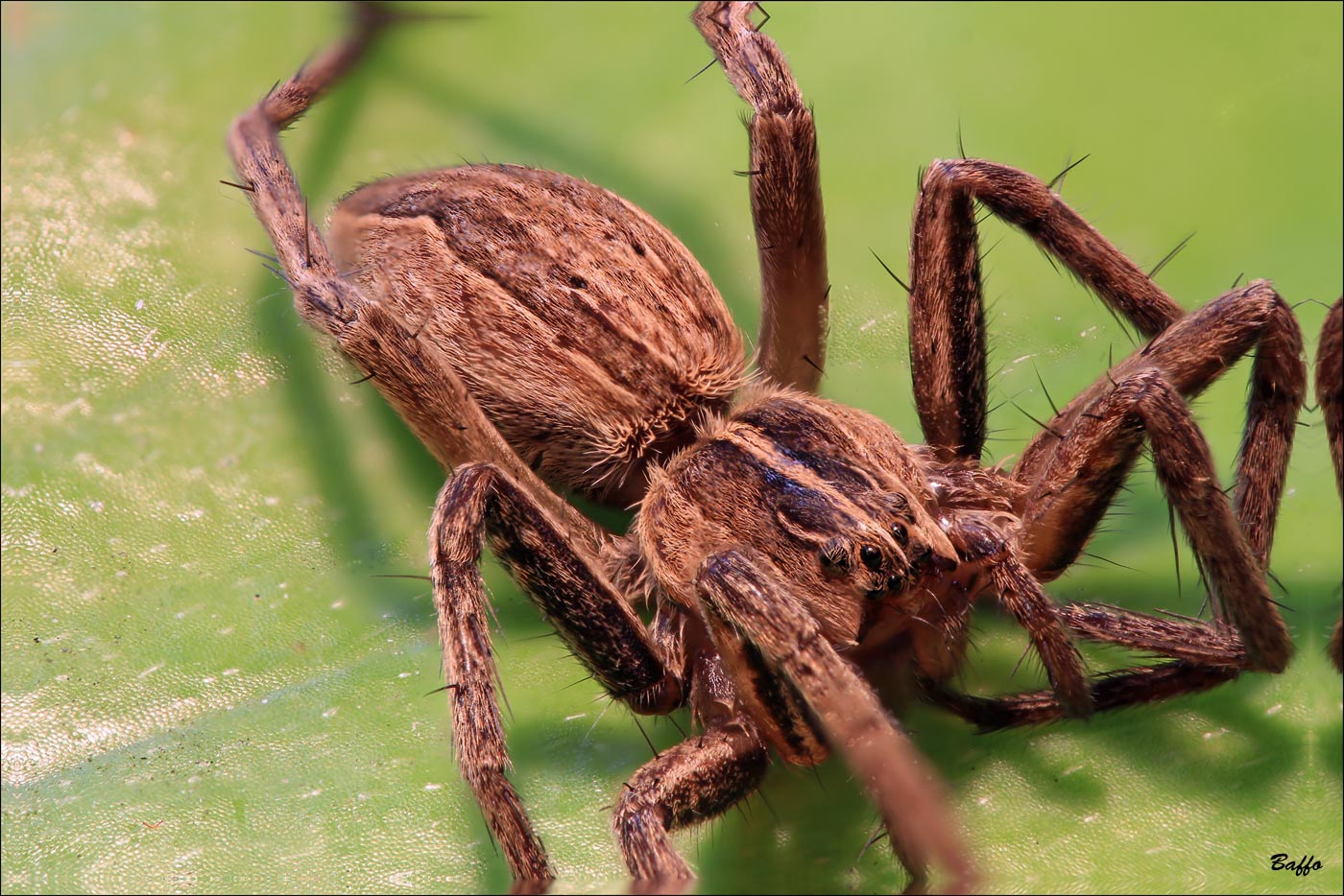 Slitta micrometrica.